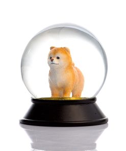 Pomeranian Boo Apricot