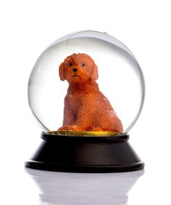 Toy Poodle Cinnamon
