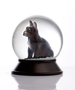 French Bulldog Black